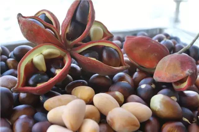 清远人，这种叫“频婆”的果子你还记得吗？