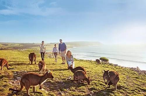 是什么让40000华人把澳洲药房搬空？甚至连仓库也不放过！