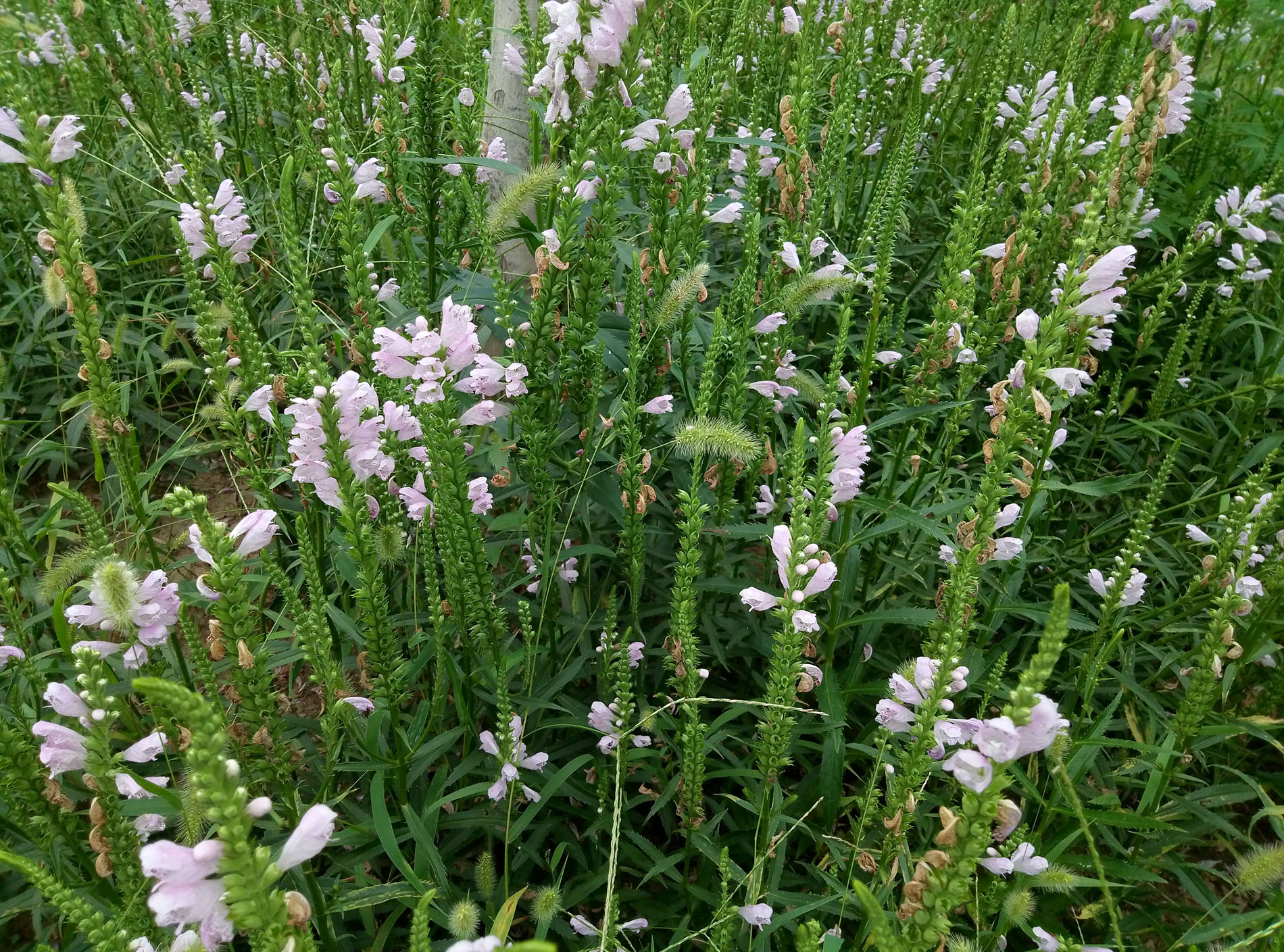 魅蓝note1299,魅蓝e价格