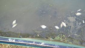 河蟹为什么自己养不活,河蟹养殖中存在的问题