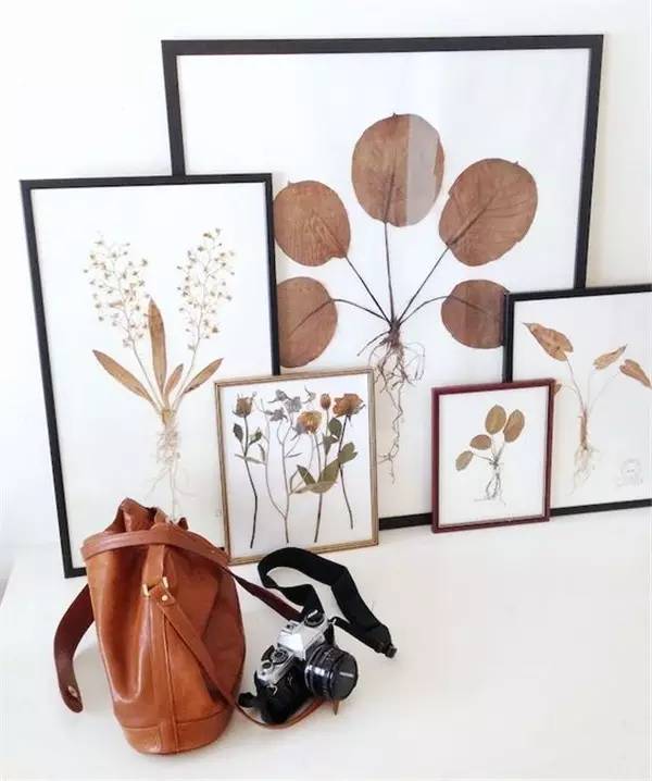 植物标本怎么装饰墙面 (植物标本室内装修挂件)