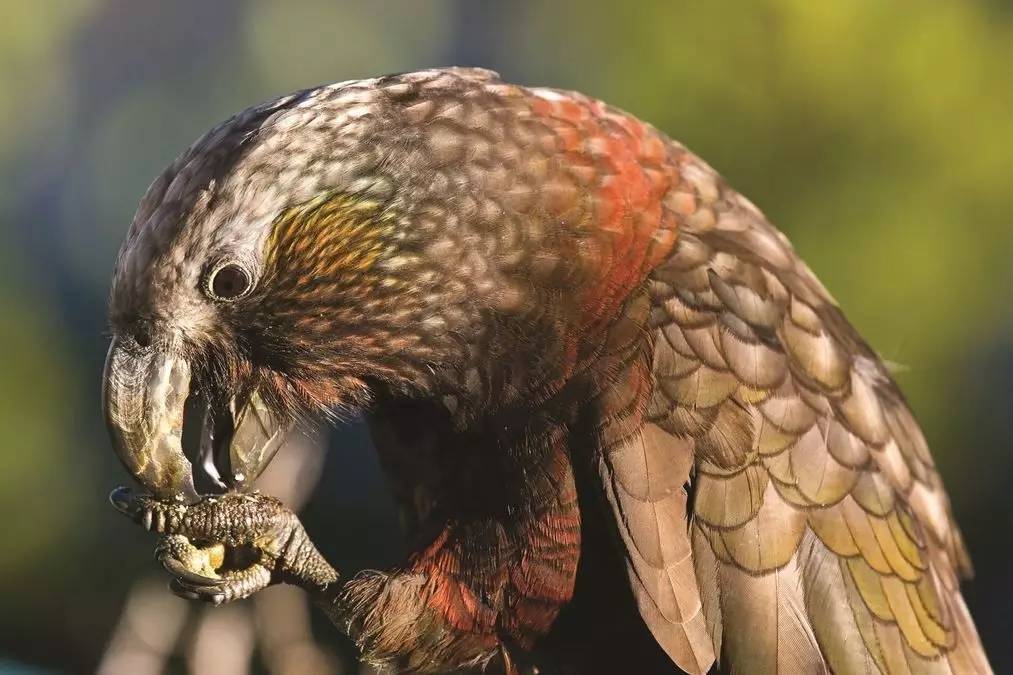 老中医蜂蜜系列,老中医秘制蜂蜜