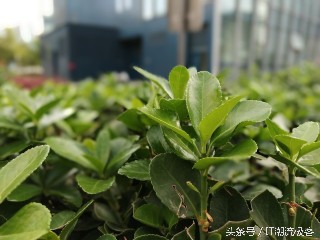 安全级芯片,安全芯片评测