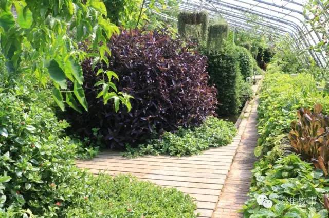 神奇大观园——农场变形记