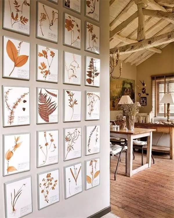 植物标本怎么装饰墙面 (植物标本室内装修挂件)
