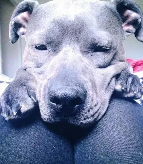 比特犬可爱的一面,比特犬没想象中的可怕