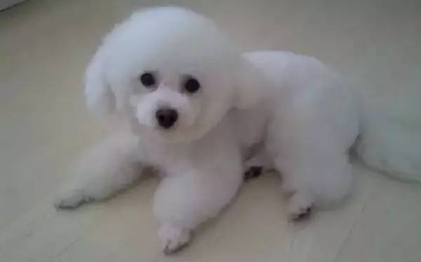 各种狗的身价排行榜,宠物狗什么狗最便宜还好看