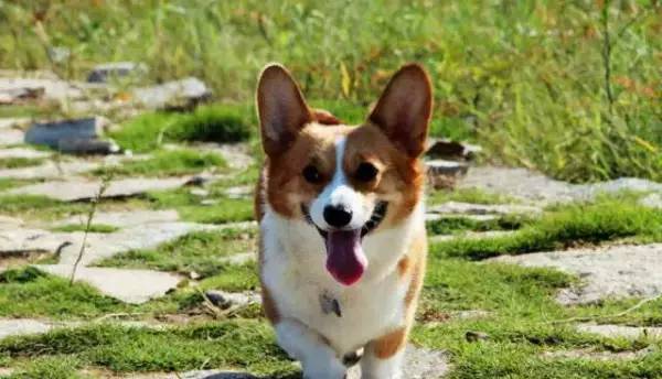 各种狗的身价排行榜,宠物狗什么狗最便宜还好看