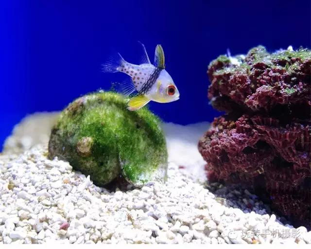 手机也能拍出这么好看的照片呀,不管什么手机都能拍出的好看照片