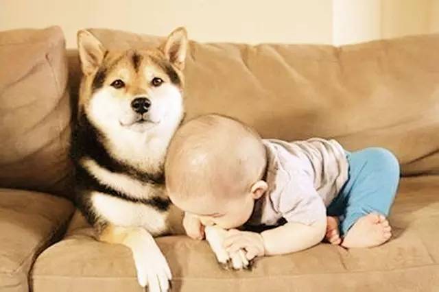 生个孩子养只猫和狗,生个孩子养只狗