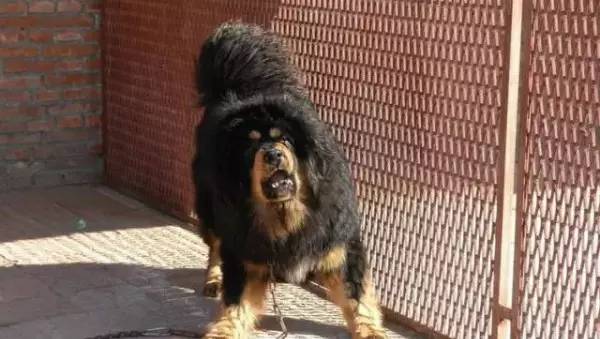 各种狗的身价排行榜,宠物狗什么狗最便宜还好看