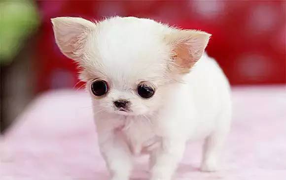 各种狗的身价排行榜,宠物狗什么狗最便宜还好看