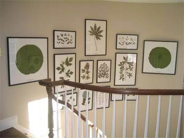 植物标本怎么装饰墙面 (植物标本室内装修挂件)