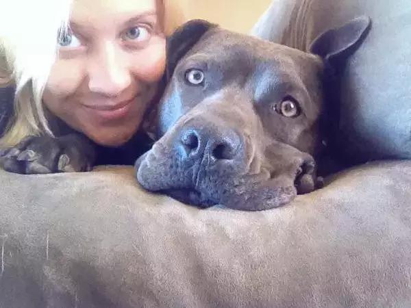 比特犬可爱的一面,比特犬没想象中的可怕