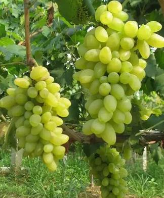 南方葡萄盆栽栽培技术,南方早熟葡萄新品种