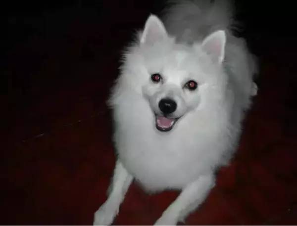 各种狗的身价排行榜,宠物狗什么狗最便宜还好看