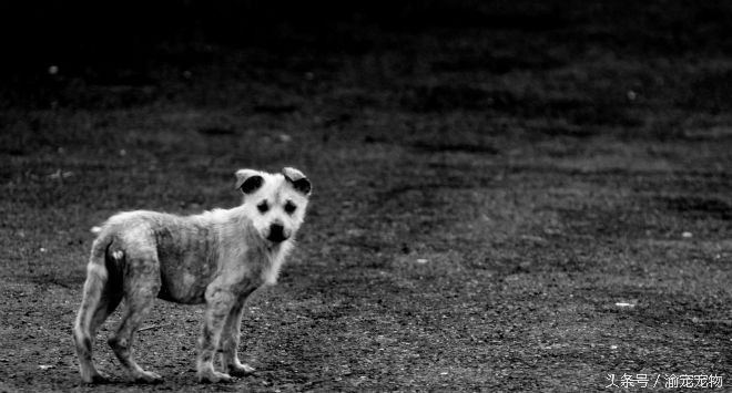 科普——犬猫绝育那些事（一）