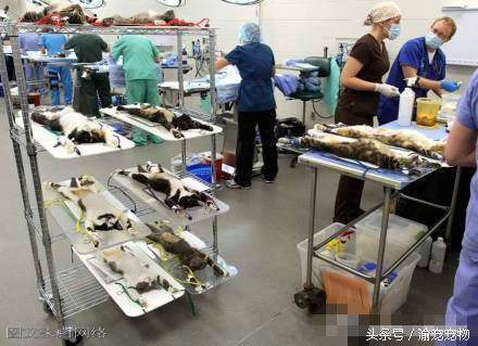 科普——犬猫绝育那些事（一）