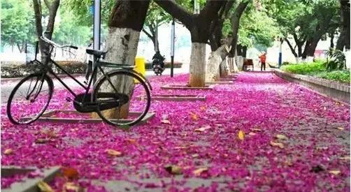 柳州哪个公园有足球场,柳州新建紫荆花公园