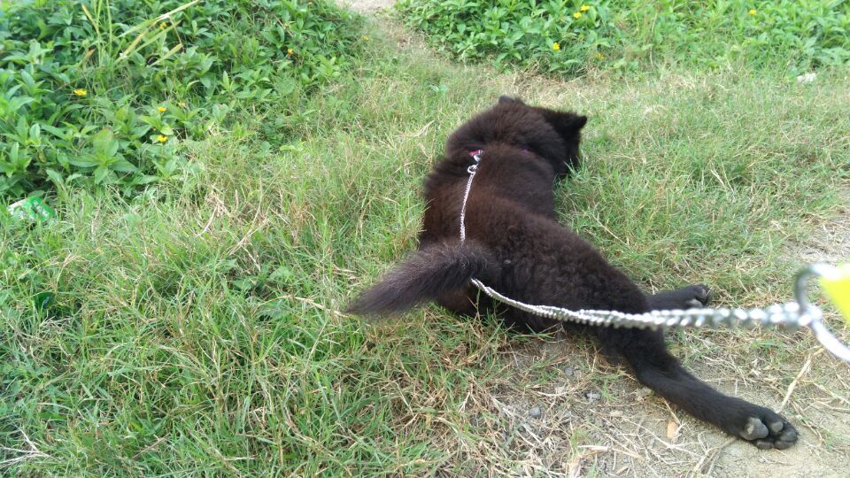 狗狗吃火腿肠包装袋能拉出来吗,狗狗把火腿肠的皮和环吞了怎么办