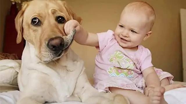 生个孩子养只猫和狗,生个孩子养只狗