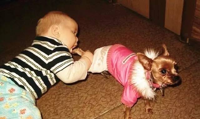 生个孩子养只猫和狗,生个孩子养只狗