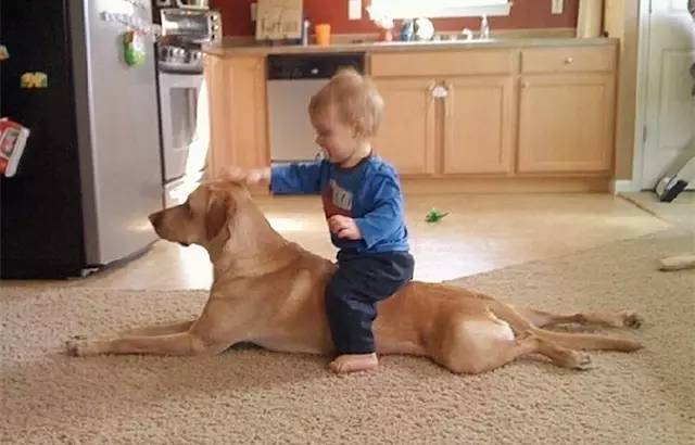 生个孩子养只猫和狗,生个孩子养只狗