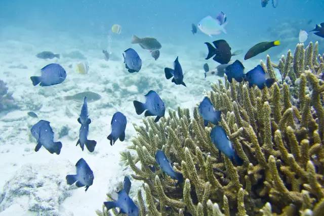 马代值得去的海岛,马来西亚免签去沙巴