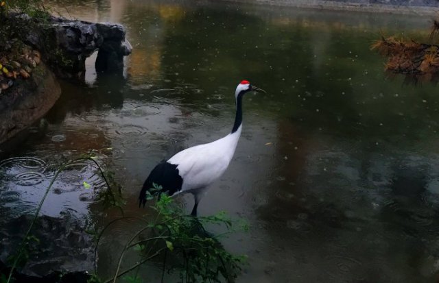 探索上海,上海西郊宾馆地址