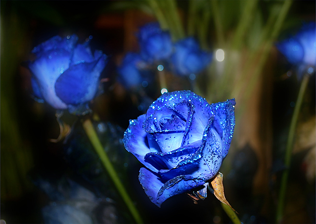 118朵花这个数字有什么寓意,118种花的花语合集图片