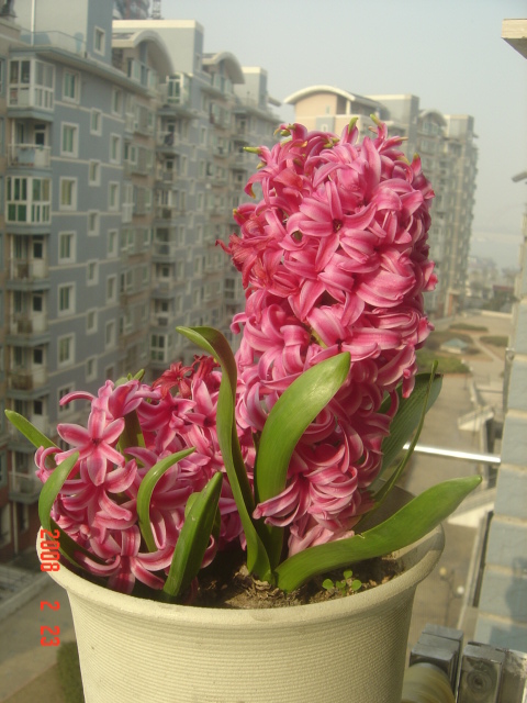 118朵花这个数字有什么寓意,118种花的花语合集图片