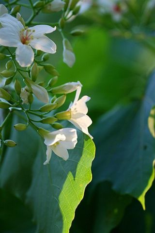 118朵花这个数字有什么寓意,118种花的花语合集图片