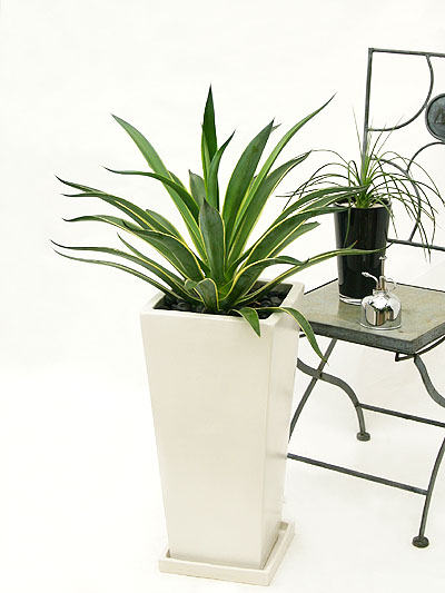 118朵花这个数字有什么寓意,118种花的花语合集图片