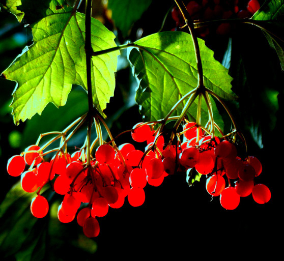 118朵花这个数字有什么寓意,118种花的花语合集图片