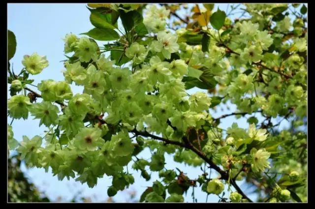 西安交通大学：交大耀长安