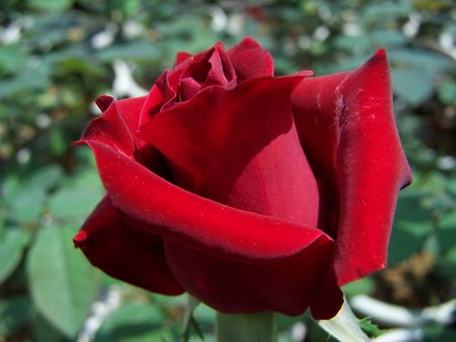 118朵花这个数字有什么寓意,118种花的花语合集图片