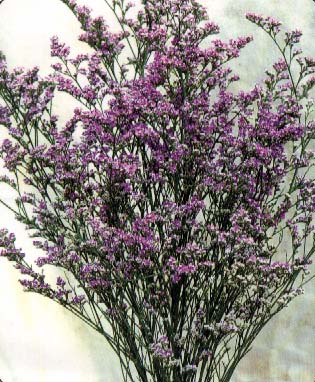 118朵花这个数字有什么寓意,118种花的花语合集图片