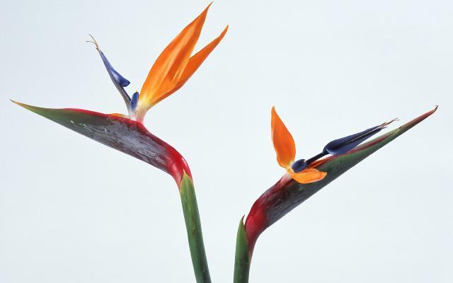 118朵花这个数字有什么寓意,118种花的花语合集图片