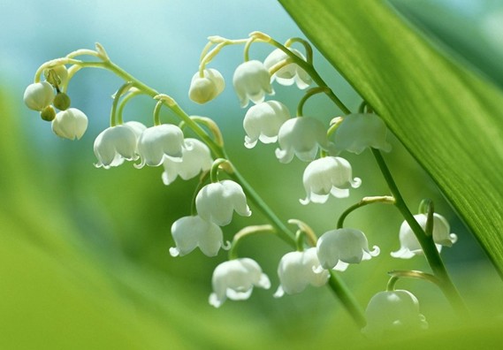 118朵花这个数字有什么寓意,118种花的花语合集图片