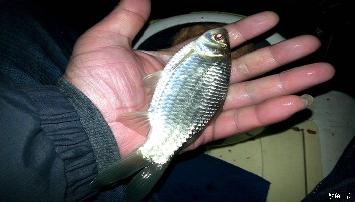 西江夜钓最佳时间,西江夜钓没口