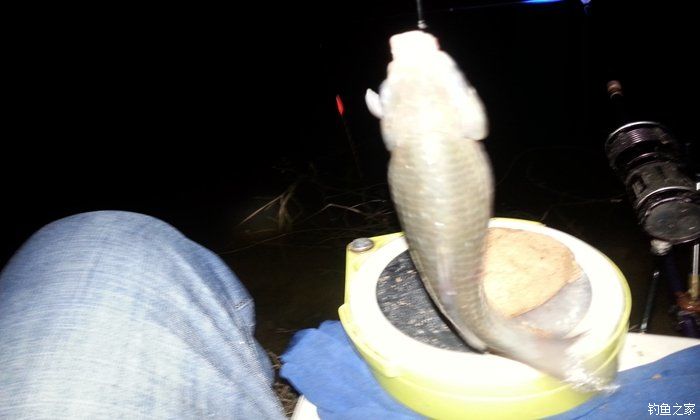 西江夜钓最佳时间,西江夜钓没口