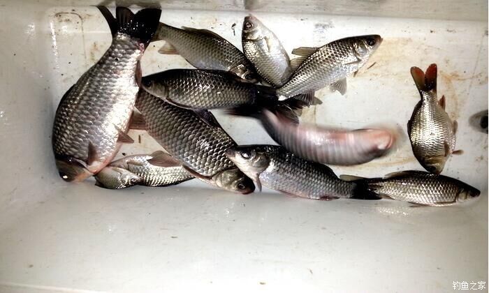 西江夜钓最佳时间,西江夜钓没口