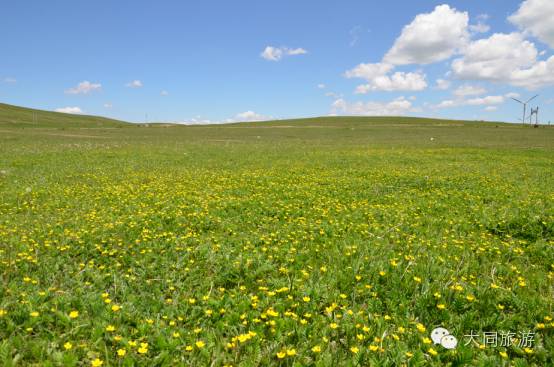 辉腾锡勒黄花沟草原旅游区花海,黄花沟窝阔台草原