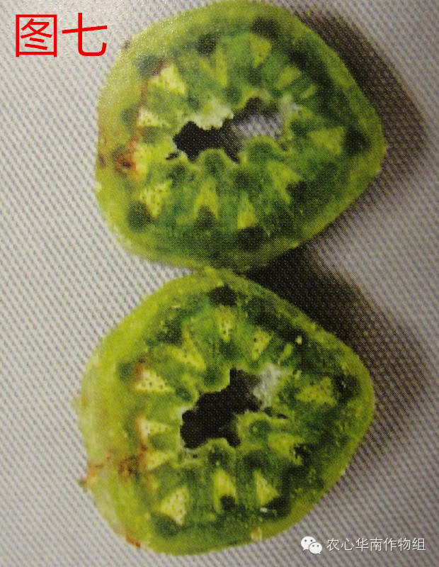 冬瓜病虫害特效药视频,西瓜秧枯萎病怎么治疗