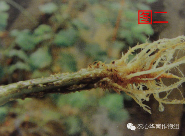 冬瓜病虫害特效药视频,西瓜秧枯萎病怎么治疗