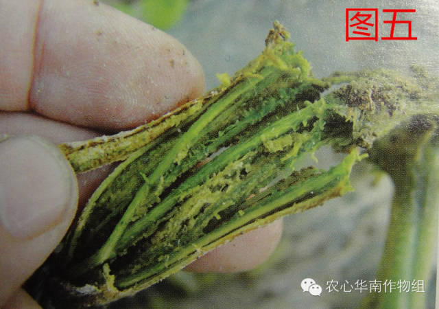 冬瓜病虫害特效药视频,西瓜秧枯萎病怎么治疗