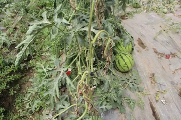 冬瓜病虫害特效药视频,西瓜秧枯萎病怎么治疗