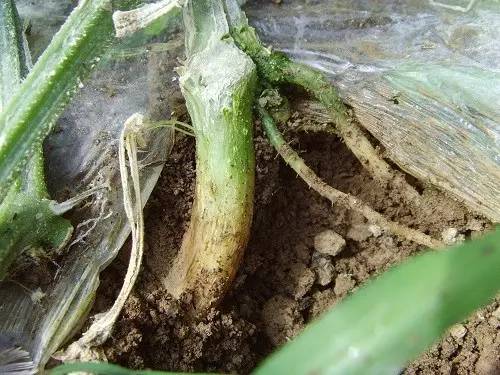 冬瓜病虫害特效药视频,西瓜秧枯萎病怎么治疗