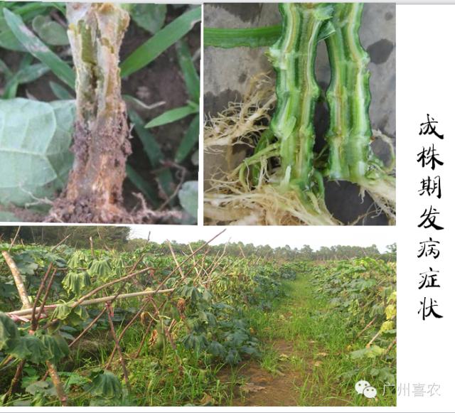 冬瓜病虫害特效药视频,西瓜秧枯萎病怎么治疗