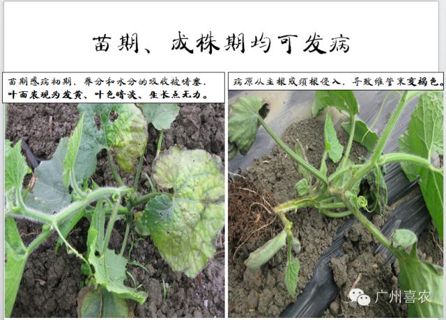 冬瓜病虫害特效药视频,西瓜秧枯萎病怎么治疗